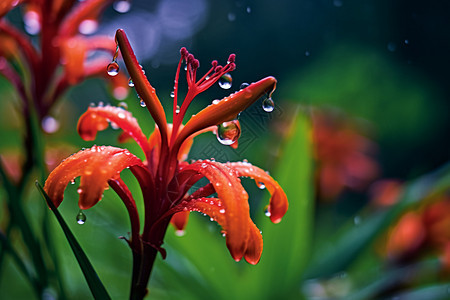 雨中盛开的植物图片