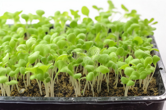 细嫩的蔬菜幼苗图片