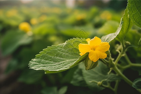 蔬菜盛开的黄花图片