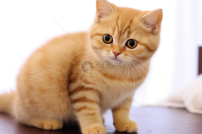 可爱的小橘猫高清图片下载-正版图片600541263-摄图网