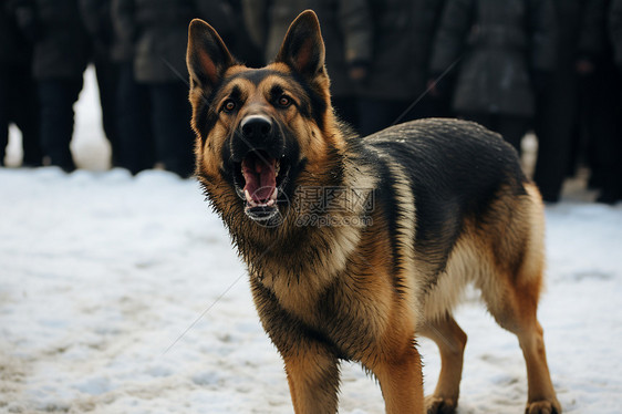 忠诚的警犬图片