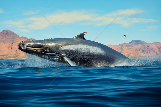 大海中的鲸鱼图片