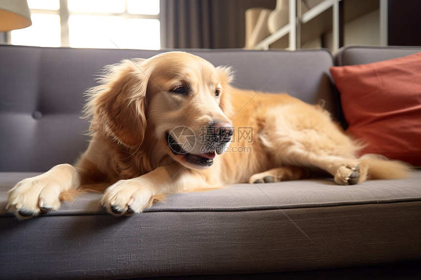 一只狗躺在沙发上图片
