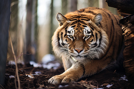在森林里休息的老虎图片