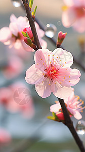 树枝上美丽的桃花背景图片