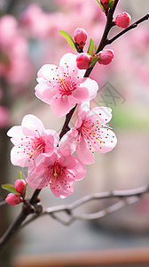 树木上绽放的桃花图片