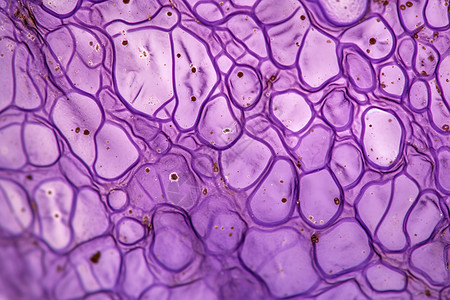 紫色的表皮细胞图片