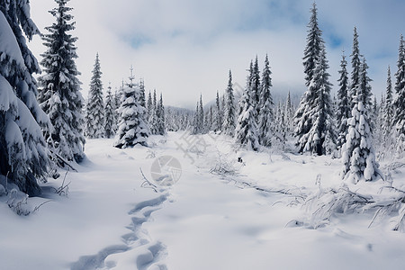 冬日森林雪景图片