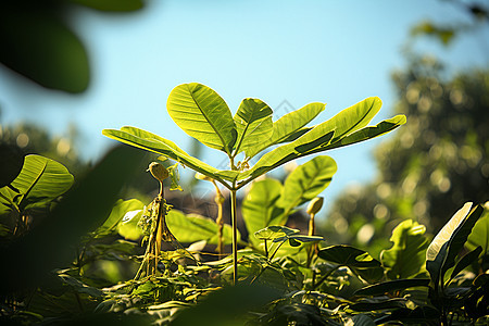 户外生长的植物图片