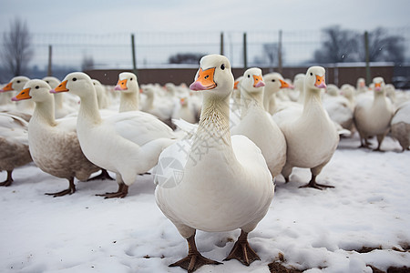 雪地上人工养殖的鸭子图片