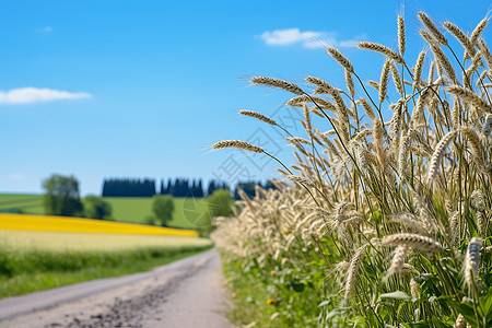 农村路边的小麦背景图片