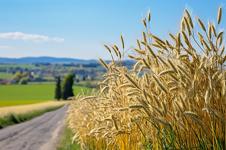 路边的小麦背景图片