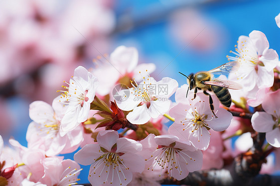 花朵旁的蜜蜂图片