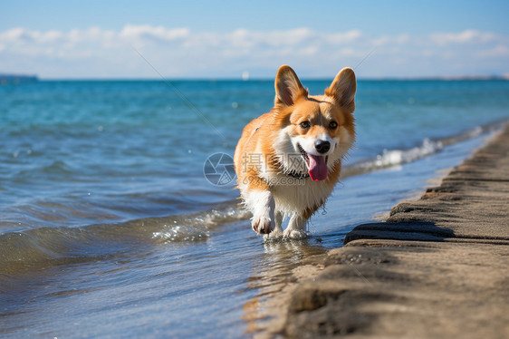 岸边奔跑的小狗图片