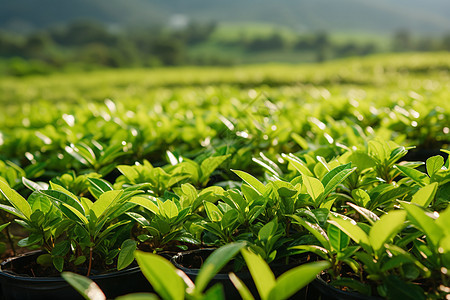 绿色新鲜的茶叶图片