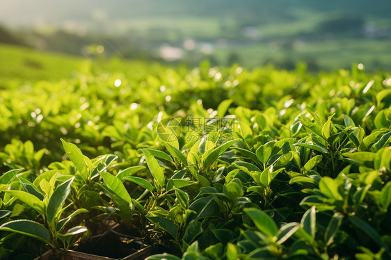 种植的新鲜茶叶图片