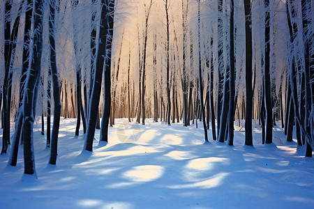 冬天树林冬季森林中的冰雪背景