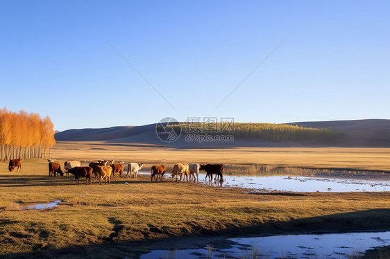 在牧场上的牛群图片