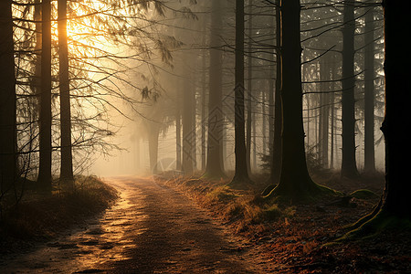 阳光下的森林图片