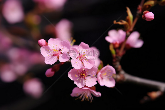 春天的蜜桃花盛开图片