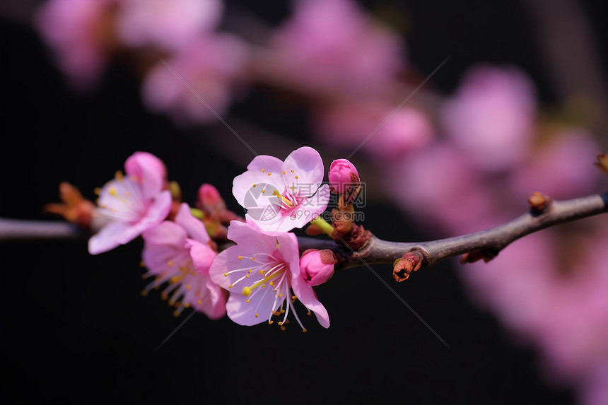 桃花绽放的春日美景图片