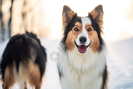 有趣的牧羊犬图片