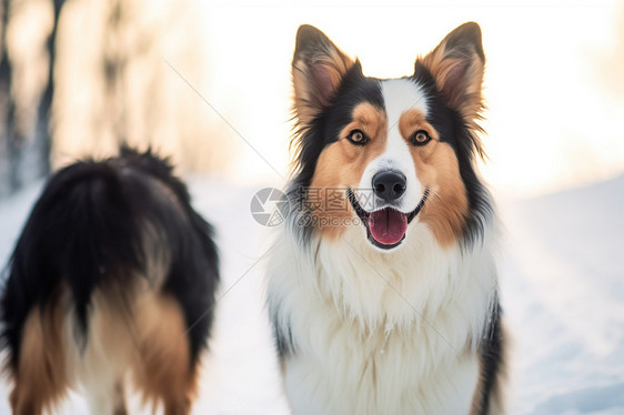 有趣的牧羊犬图片