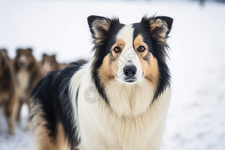 雪地里的牧羊犬图片