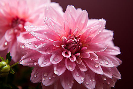一朵洁白的华丽菊背景图片