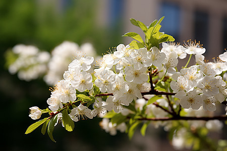 枝头盛开的白花图片