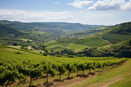 翠绿山谷中的葡萄园图片