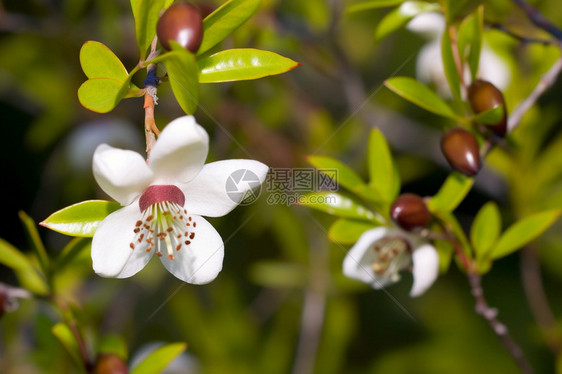 美丽花朵图片