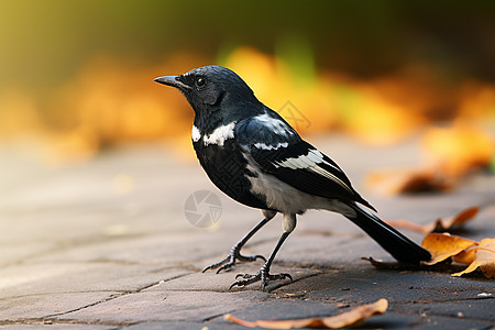 小鸟在砖铺道上矗立：天性自然高清图片
