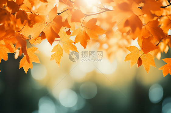 秋日阳光下的树叶图片