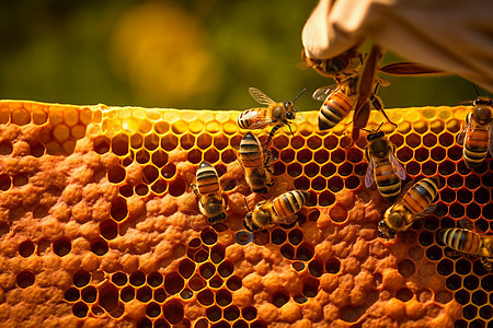 蜜蜂在蜂巢上酿蜜图片