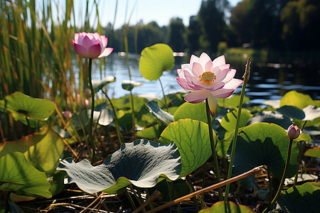 有莲花和绿叶的池塘图片