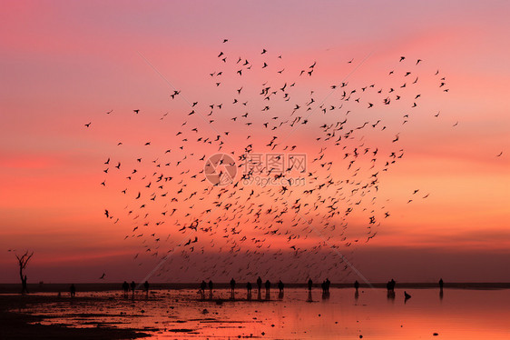 鸟群飞越水面图片