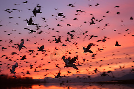 群鸟迁徙的黎明图片