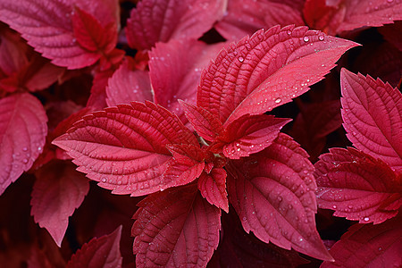 热带红色植物图片