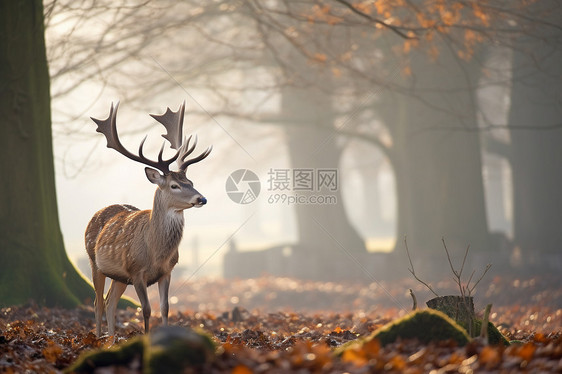 可爱的梅花鹿图片