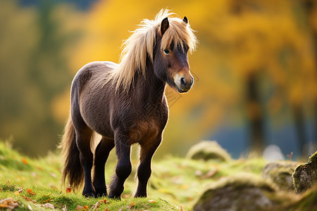 小马在秋天的绿草坡上欢快奔跑背景图片