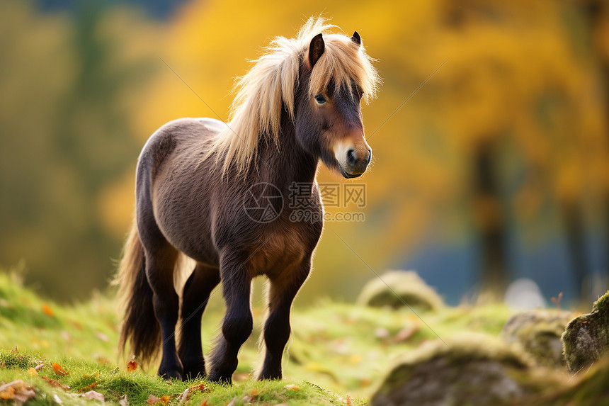 小马在秋天的绿草坡上欢快奔跑图片