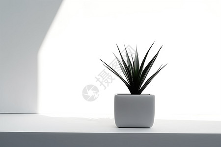 简洁现代的植物展台图片