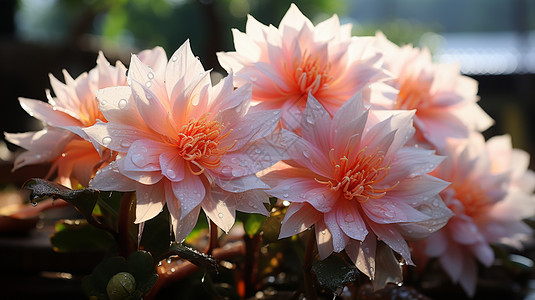 粉色昙花竖图盛开的昙花背景