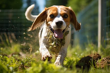快乐奔跑的小狗图片