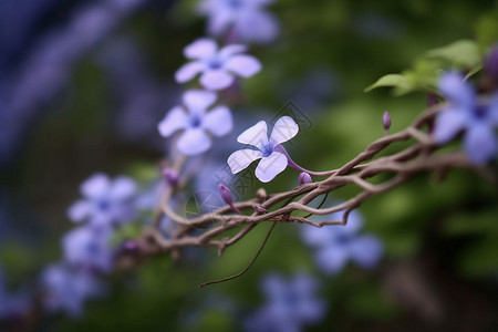 绽放的花朵图片