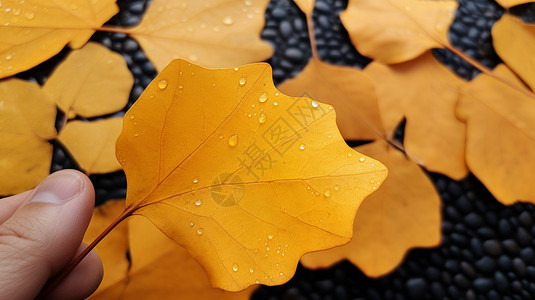 秋天金黄的落叶图片