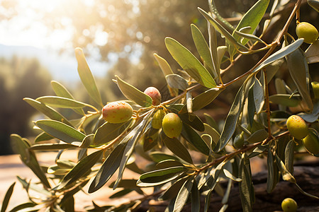 农业果园中城市的橄榄果实图片