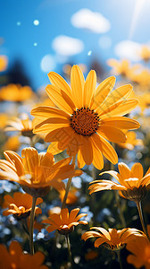 阳光下金黄的菊花高清图片