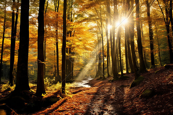阳光明媚的秋天森林景观图片